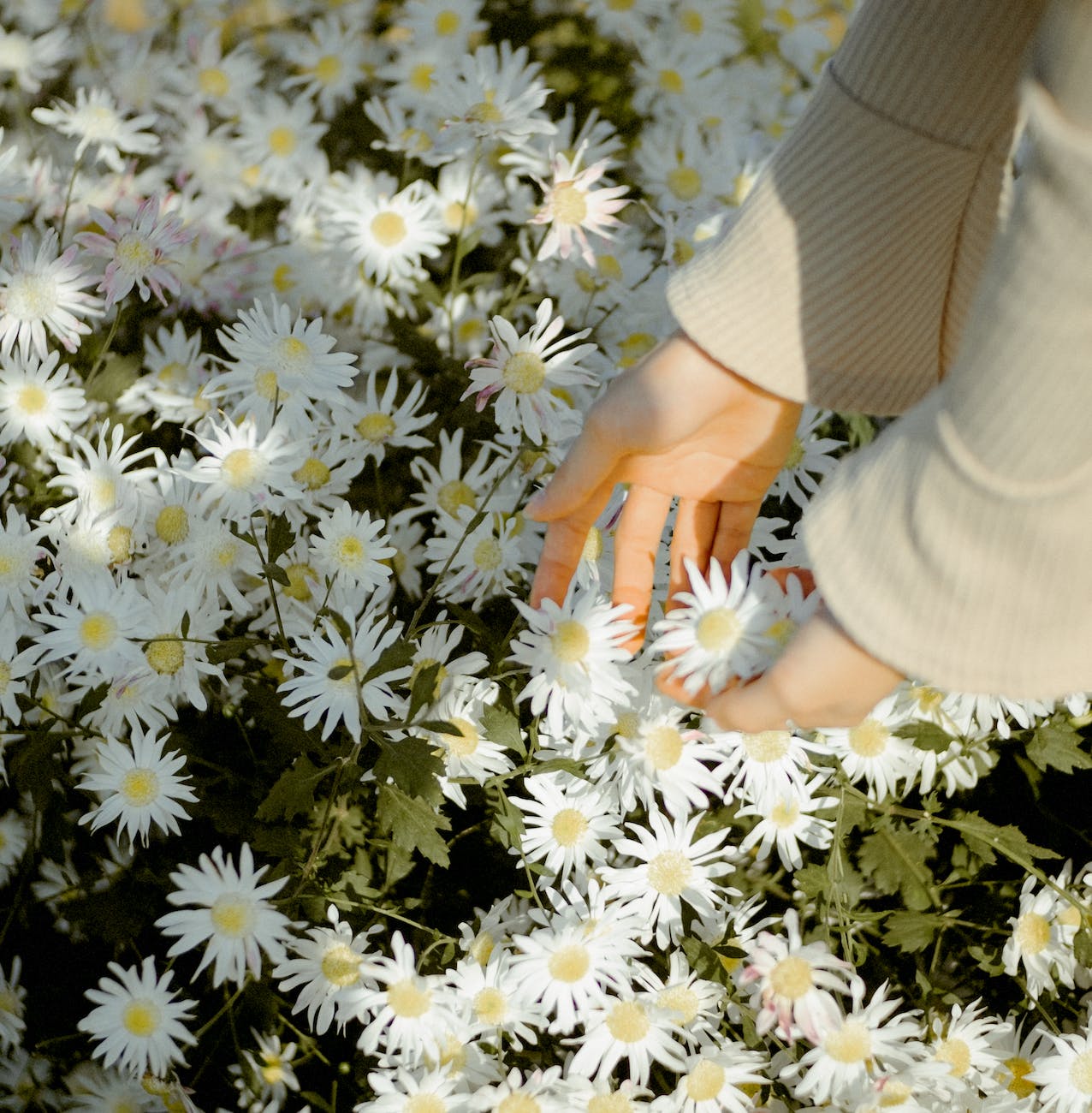 faceless woman picking bellis perennis flowers on meadow